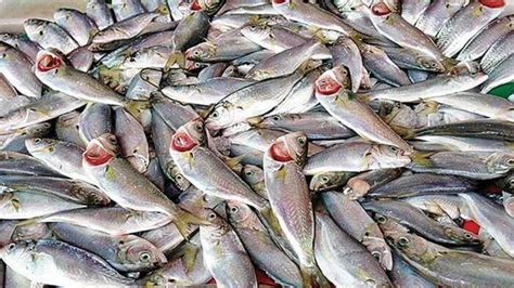 Çinekop Fiyat 2023 | Çinekop Fiyatı | Çinekop Balığı Kg Fiyatı 